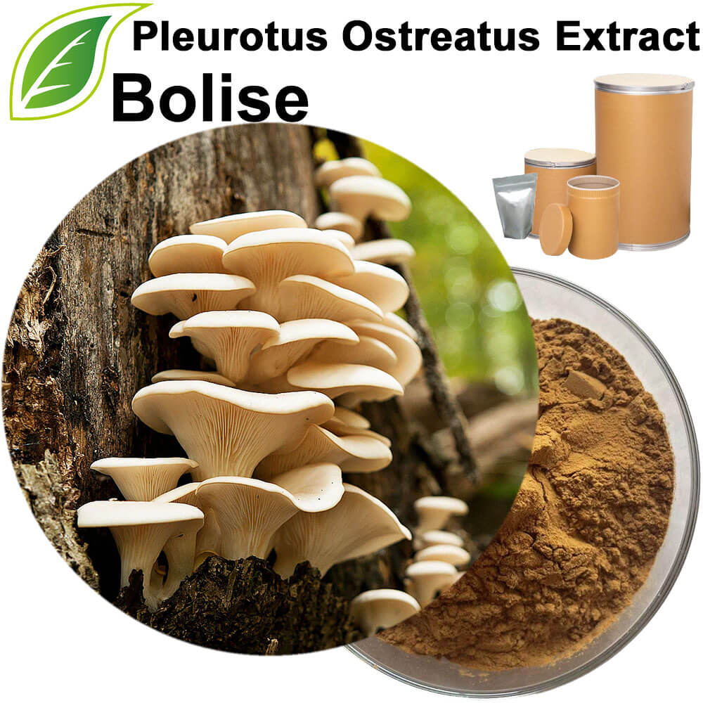 Oyster (Pleurotus Ostreatus) Mushroom Extract
