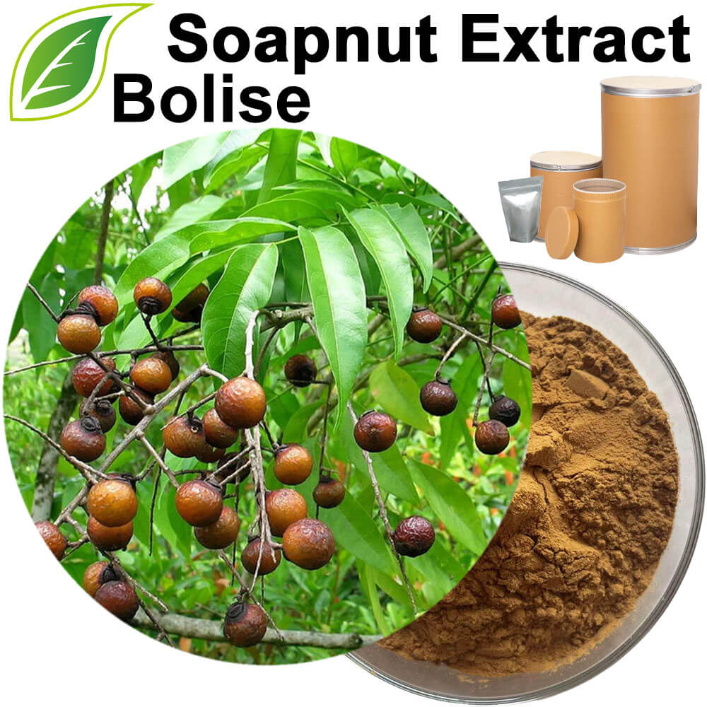 Soapnut Extract(Soapberry Extract)