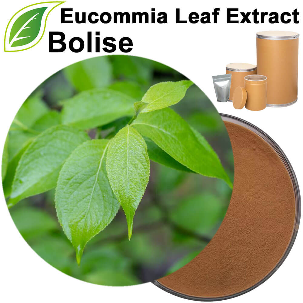 Eucommia Leaf Extract