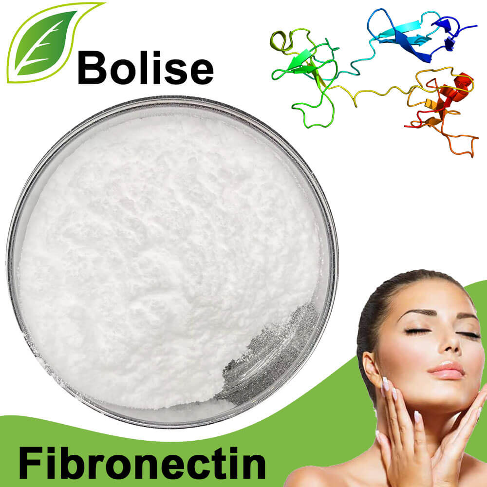 Fibronectin