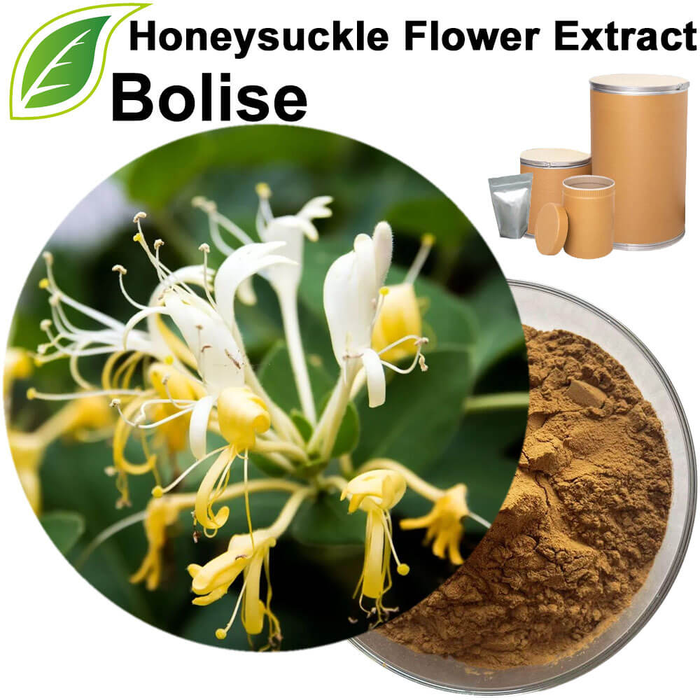 Lonicera Japonica (Honeysuckle) Flower Extract