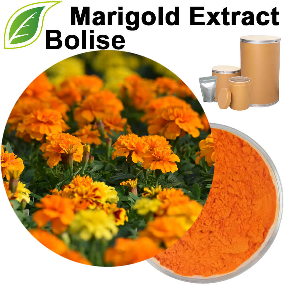 Marigold Extract