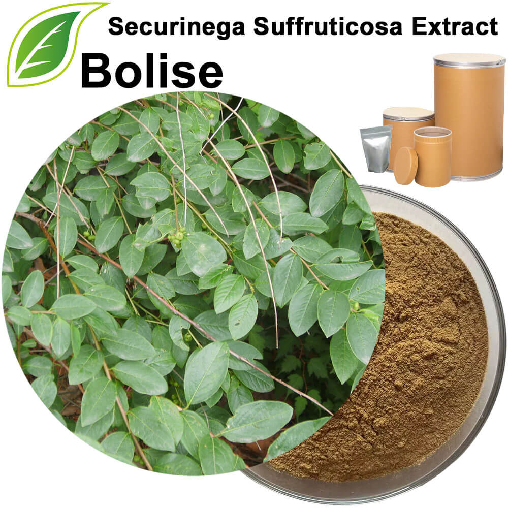 Securinega Suffruticosa Extract