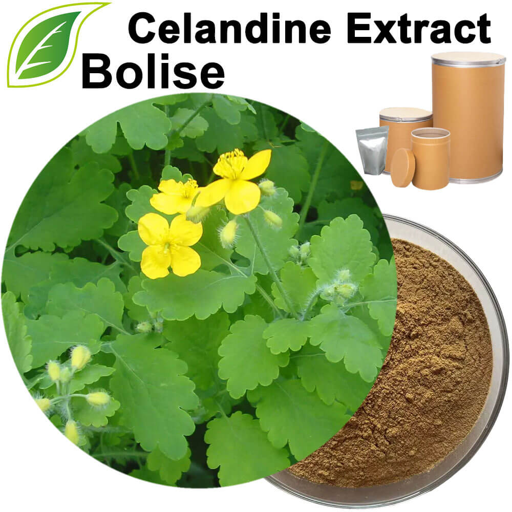 Celandine Extract