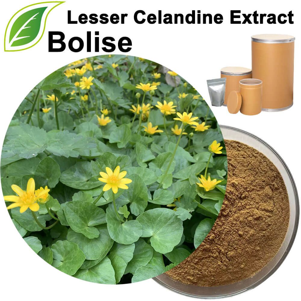 Lesser Celandine Extract(Pilewort Extract)
