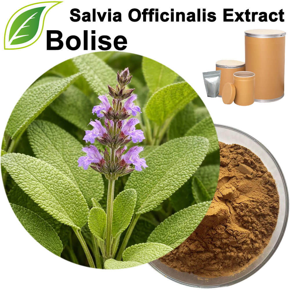 Salvia Officinalis Extract