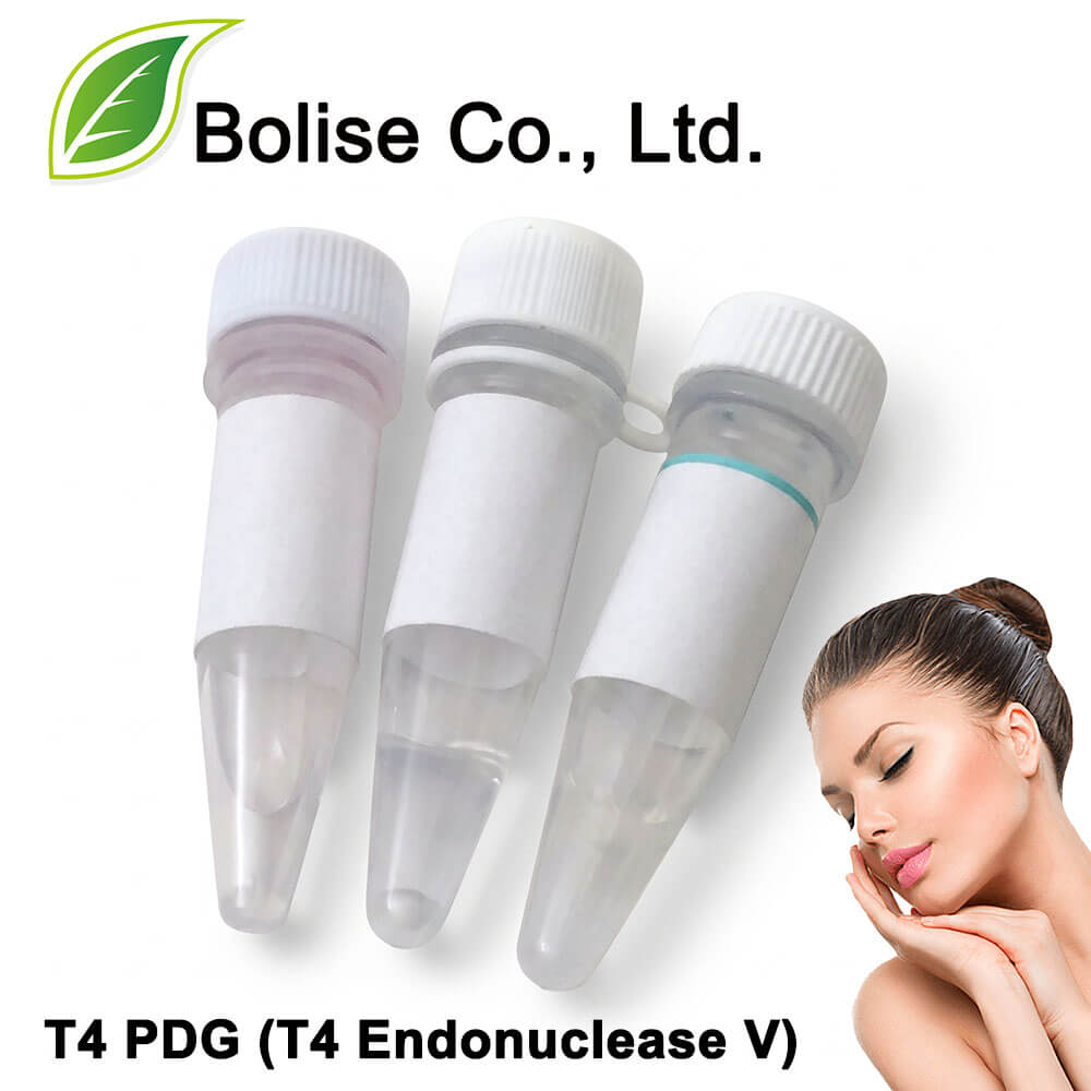 T4 PDG (T4 Endonuclease V)
