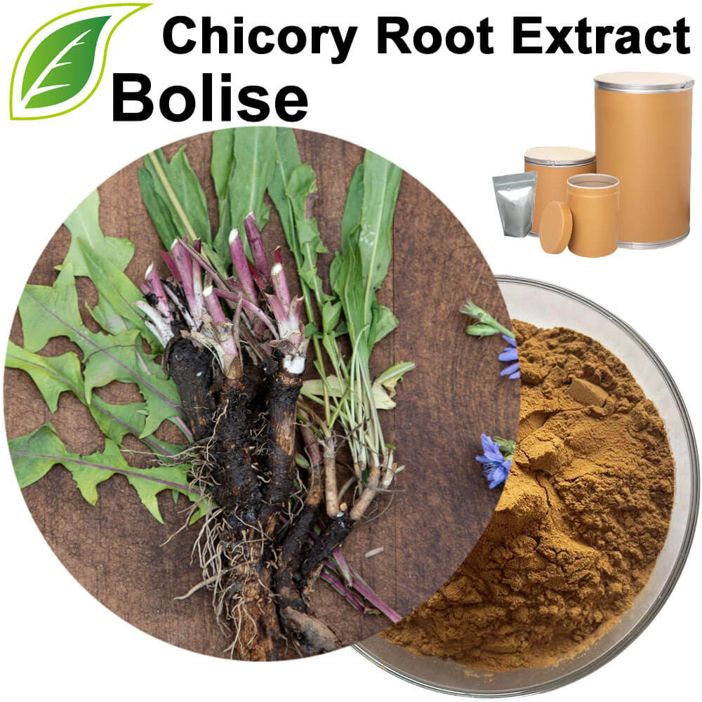 Chicory Root Extract
