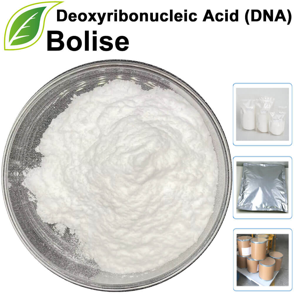 Deoxyribonucleic Acid (DNA)