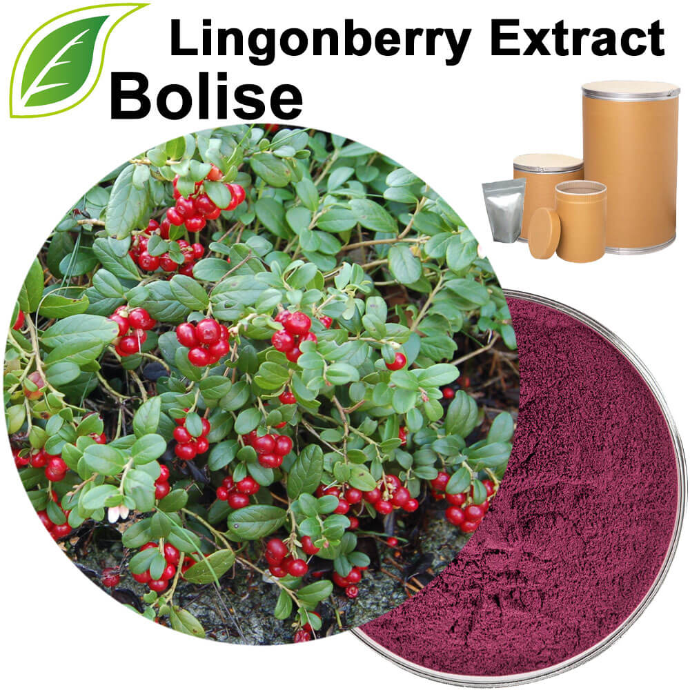 Lingonberry Extract(Cowberry Extract)