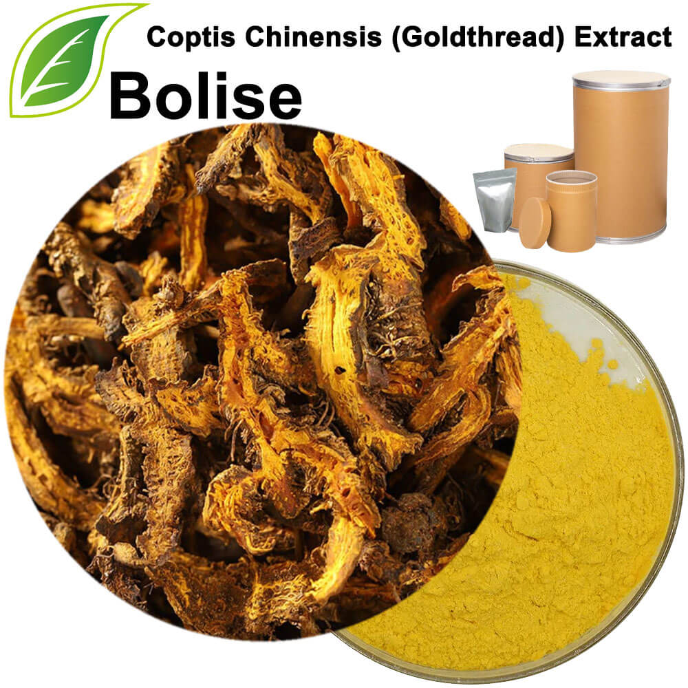 Coptis Chinensis (Goldthread) Extract