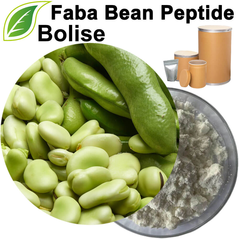 Faba Bean Peptide
