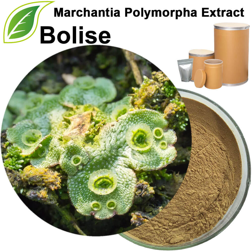 Marchantia Polymorpha Extract