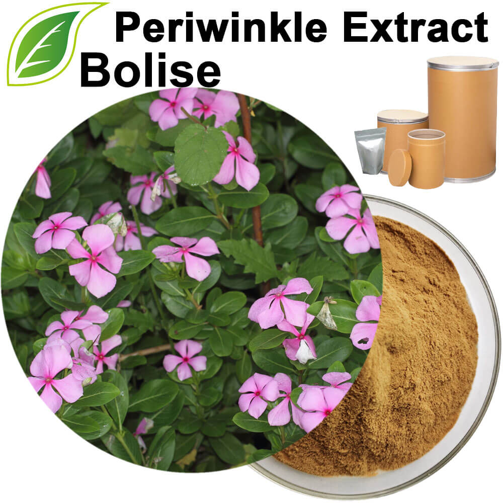 Periwinkle Extract(Vinca Rosea Extract)