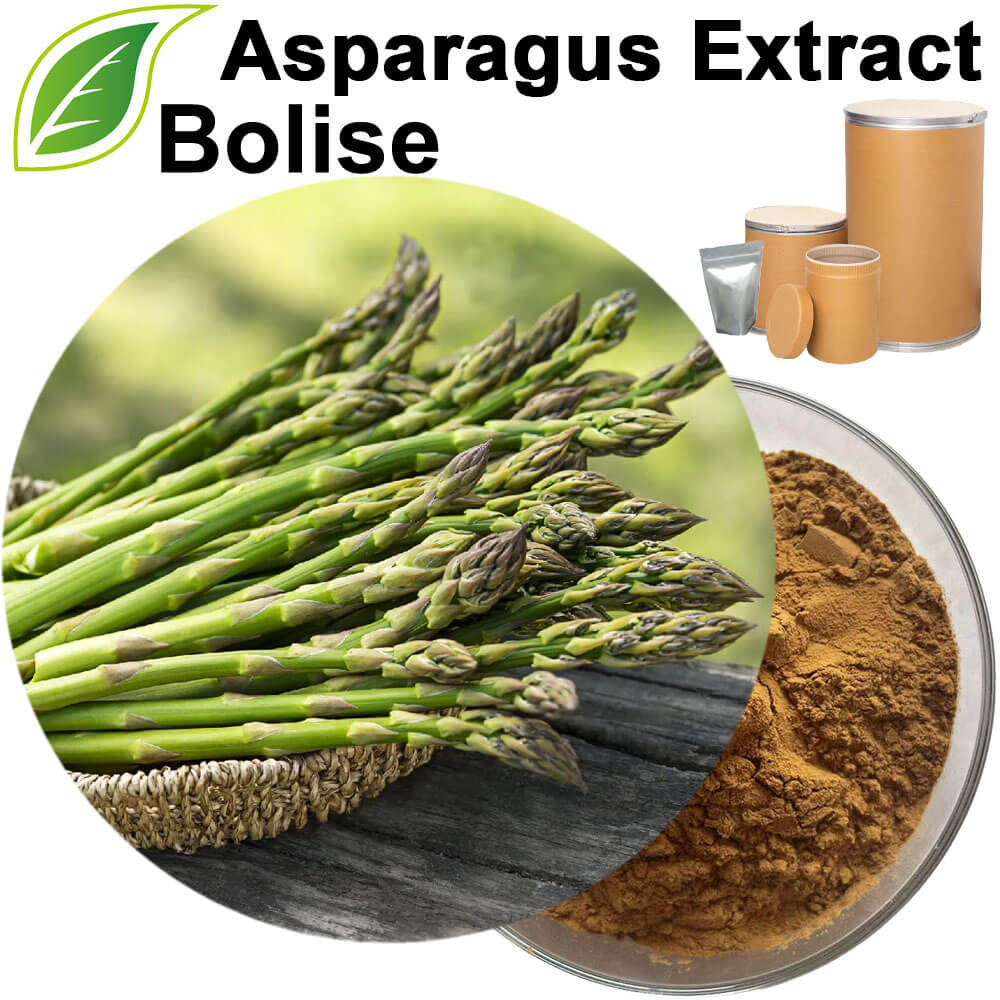 Asparagus Extract