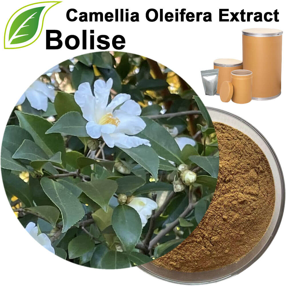 Camellia Oleifera Extract