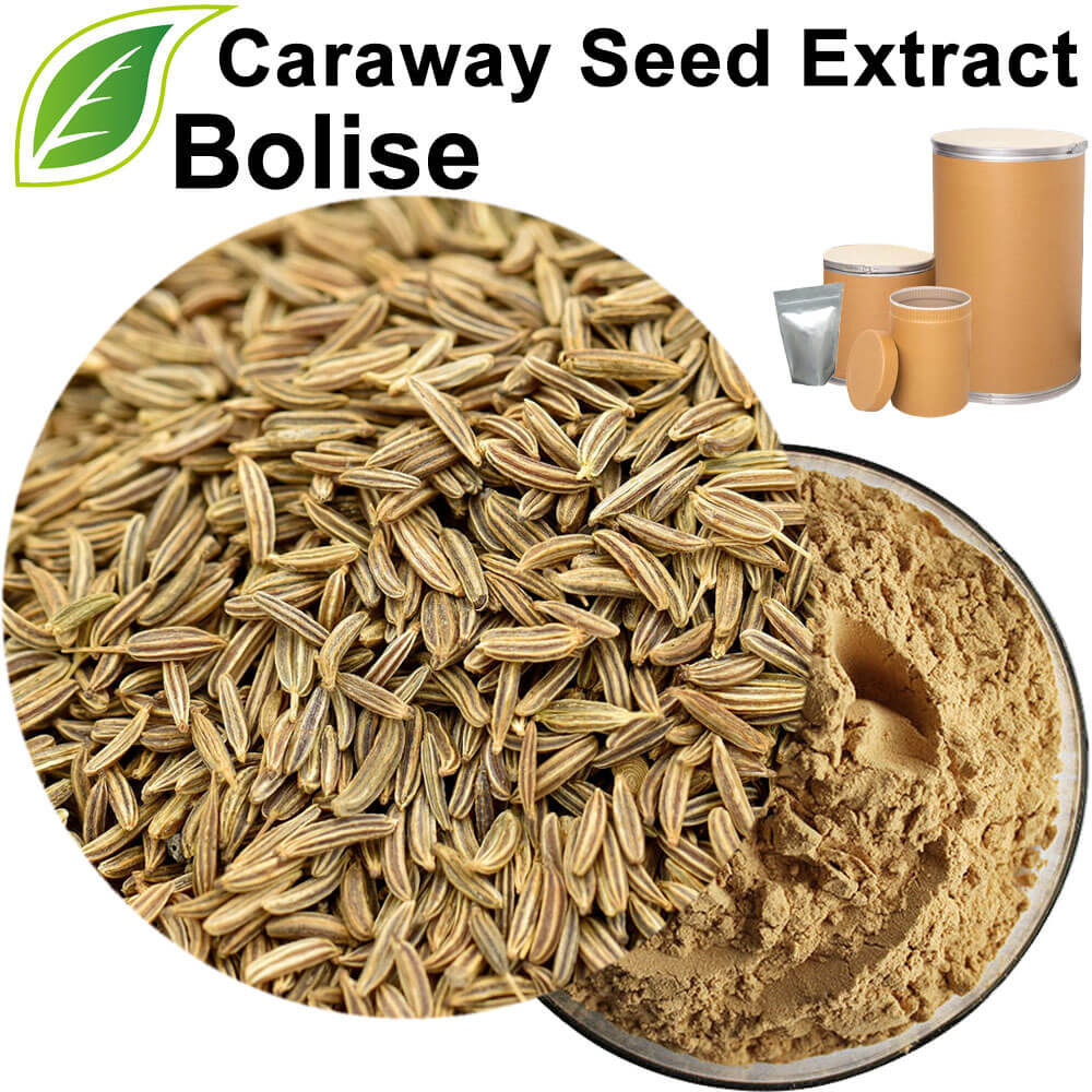 Caraway Seed Extract