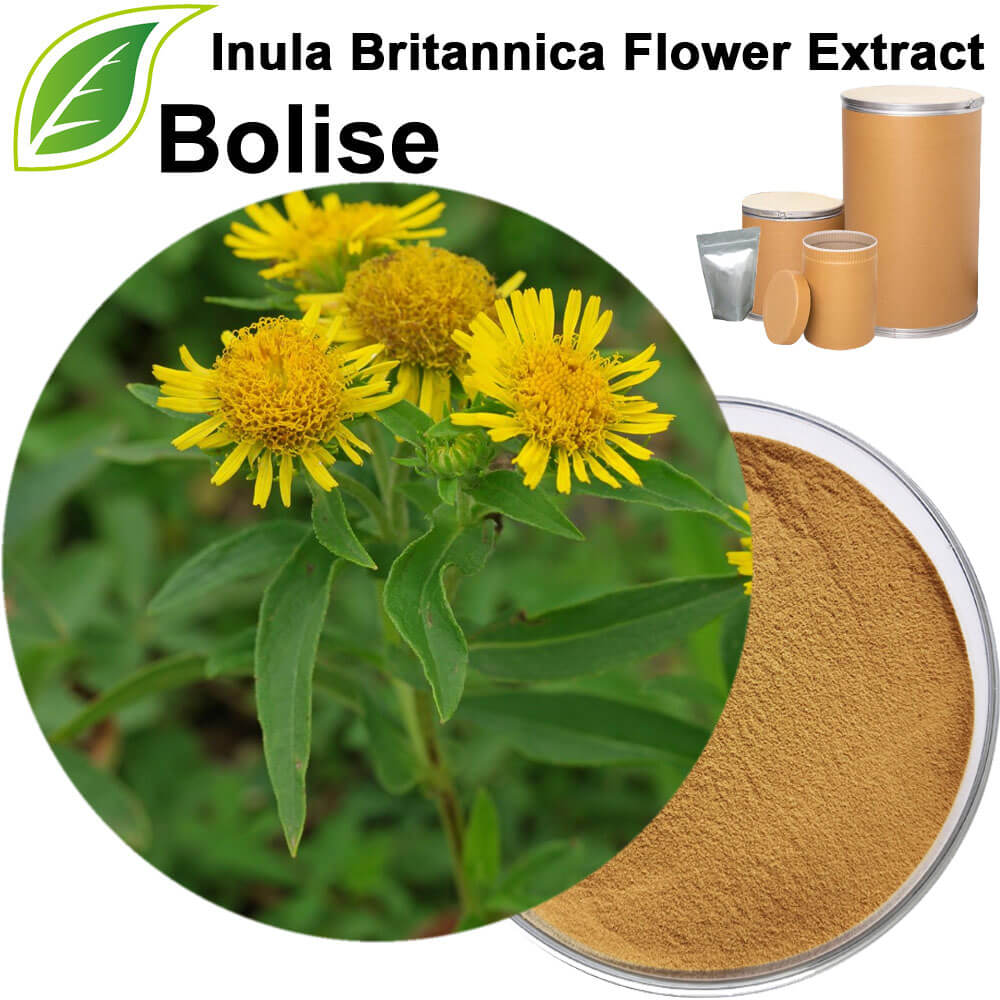 Inula Britannica Flower Extract