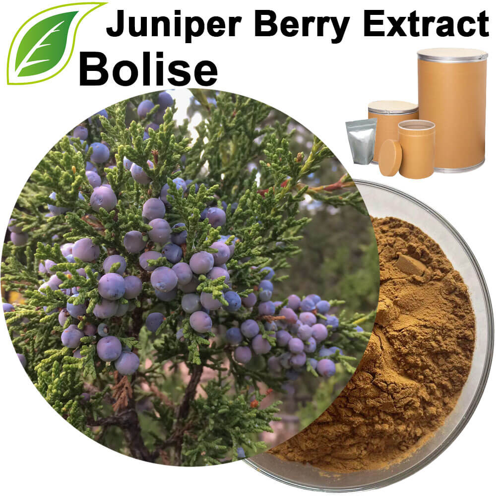 Juniper Berry Extract