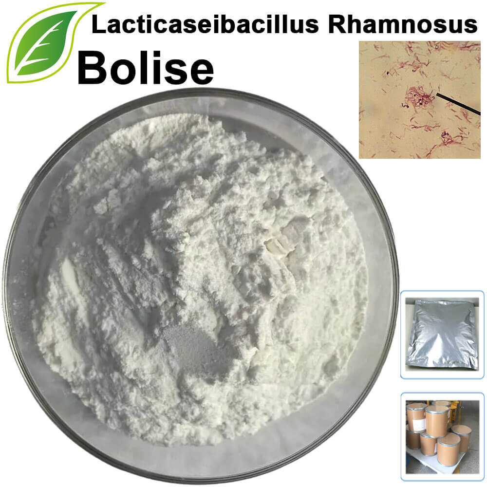 Lacticaseibacillus Rhamnosus