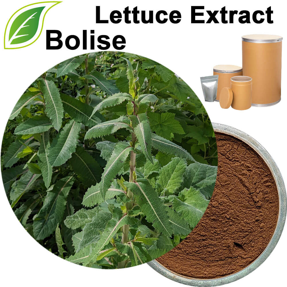 Lettuce Extract