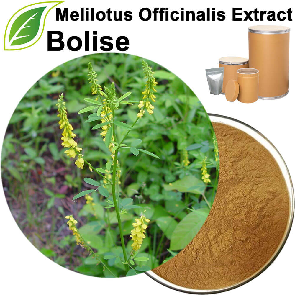 Melilotus Officinalis Extract
