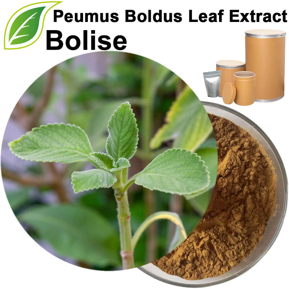 Peumus Boldus Leaf Extract