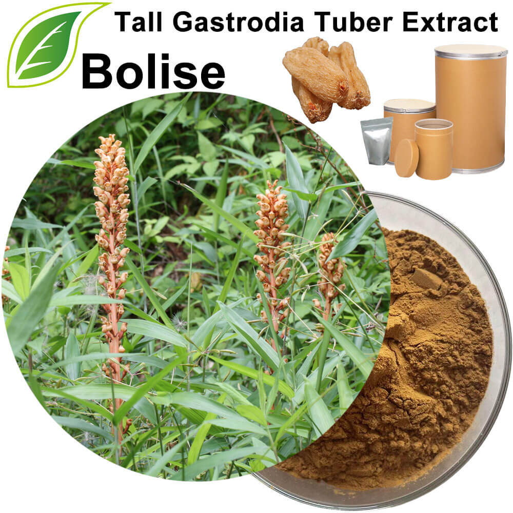 Tall Gastrodia Tuber Extract(Rhizoma Gastrodiae Extract)