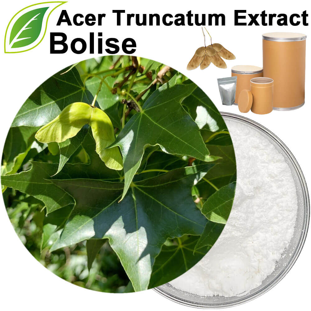 Acer Truncatum Extract