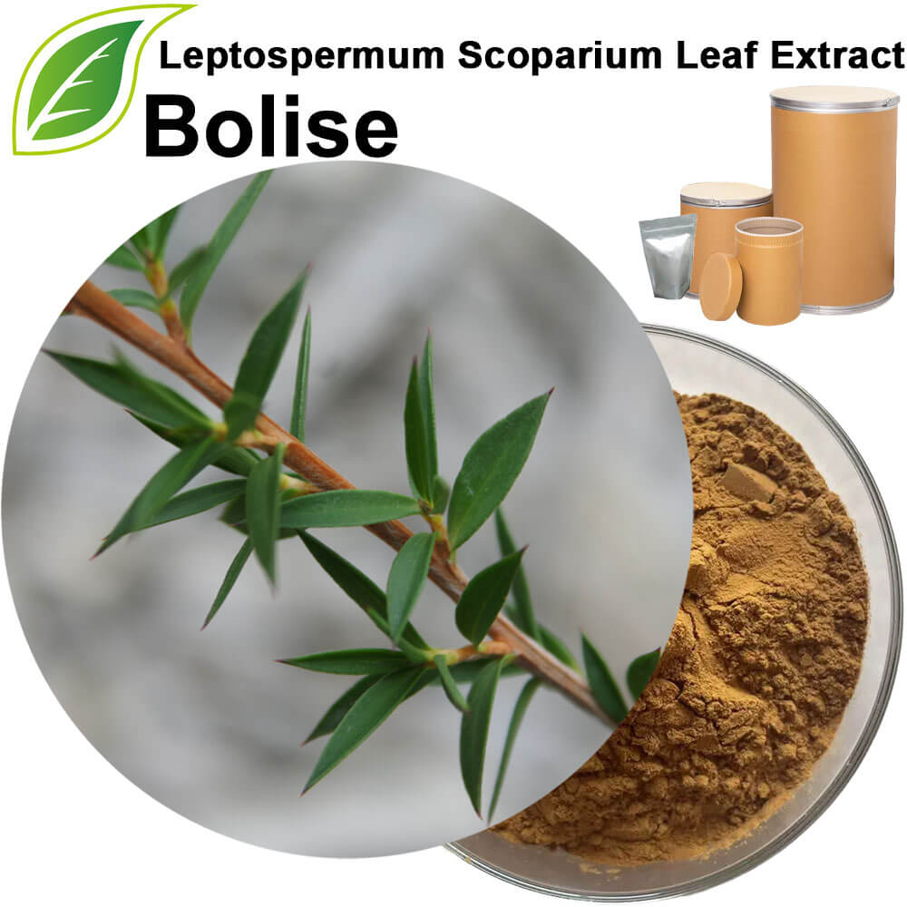 Leptospermum Scoparium Leaf Extract
