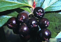 Extracte d'Aronia chokeberry