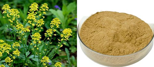 Mustard Seed Extract
