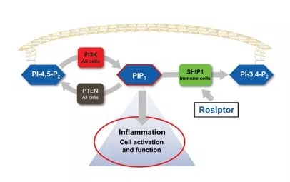 Rosiptor etki mekanizması