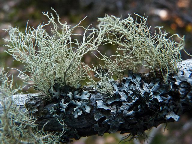 สารสกัดจาก Usnea Longissima สารสกัดจากตะไคร่เคราสารสกัดจาก Usnea ของจีน