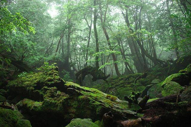 forest