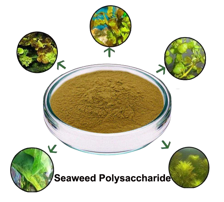 समुद्री शैवाल Polysaccharide