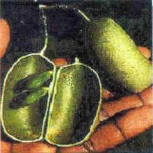 5-HTP,5-hydroxytryptophan(Griffonia simplicifolia Seed extract) 5-HTP,5-hydroxytryptophan(Griffonia simplicifolia Seed extract)