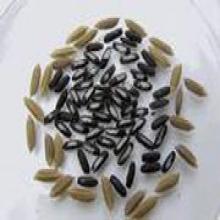 Black Glutinous Rice Pigment Black Glutinous Rice Pigment