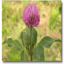 Red Clover Extract Red Clover Extract