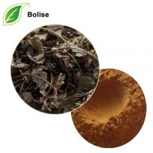 Japanese Ardisia Herb Extract Japanese Ardisia Herb Extract