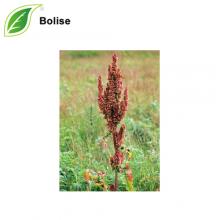 Rumex Occidentalis Extract(Western Dock Extract) Rumex Occidentalis Extract(Western Dock Extract)