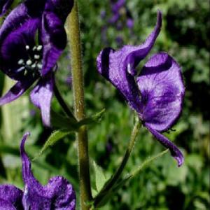 Acetylaconitine (Acontum fischeri extract) Acetylaconitine (Acontum fischeri extract)