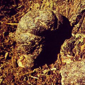 Agaric extract(Polyporus Extract) Agaric extract(Polyporus Extract)