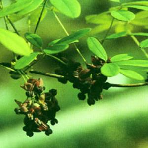 Akebia Fruit Extract(Fructus Akebiae Extract) Akebia Fruit Extract(Fructus Akebiae Extract)