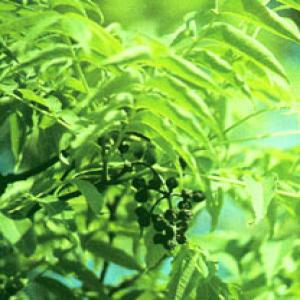 Amur Cork-tree Extract(Cortex Phellodendri Extract) Amur Cork-tree Extract(Cortex Phellodendri Extract)