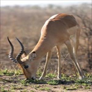 Antelope whip extract Antelope whip extract