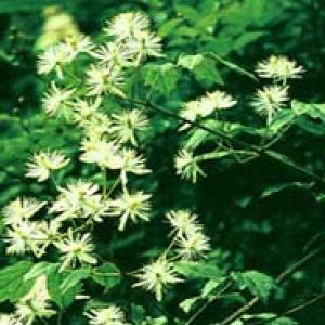 Armand Clematis Stem Extract(Caulis Clematidis Armandii Extract) Armand Clematis Stem Extract(Caulis Clematidis Armandii Extract)