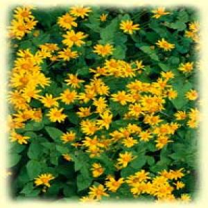 Arnica Oil Arnica Oil