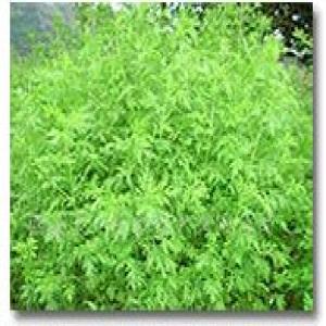 Arteannuin extract(Artemisinin extract) Arteannuin extract(Artemisinin extract)