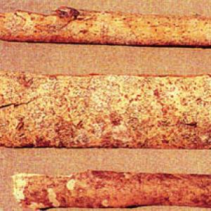 Ash Bark Extract(Cortex Fraxini Extract) Ash Bark Extract(Cortex Fraxini Extract)